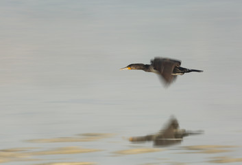 Great Cormorant in flight, Bahrain 