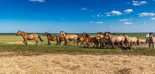 Herd of horses galloping across the field.