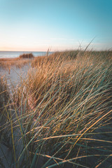Dunes at sunset on bright blue days at the beach. Dune grass blowing in the summer breeze