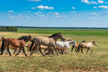 Fototapeta na wymiar Herd of horses galloping across the field.