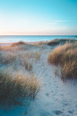 Dunes at sunset on bright blue days at the beach. Dune grass blowing in the summer breeze