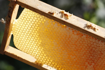 Natural spring honey and honeycomb in detail view