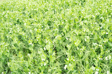 field of peas in bloom in spring