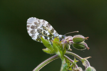 Butterfly in its natural habitat
