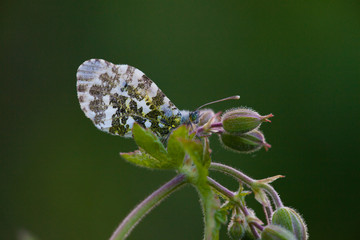 Butterfly in its natural habitat