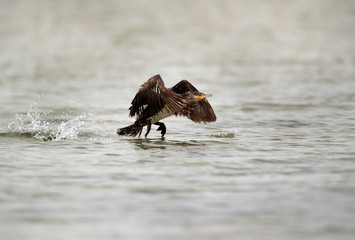 The Great Cormorant takeoff, Bahrain 