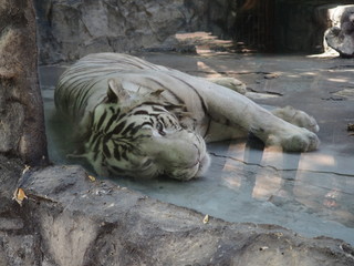 White tiger relaxing and sleeping on the rock.