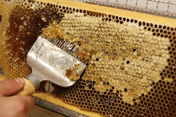Fototapeta na wymiar Natural spring honey and honeycomb in detail view