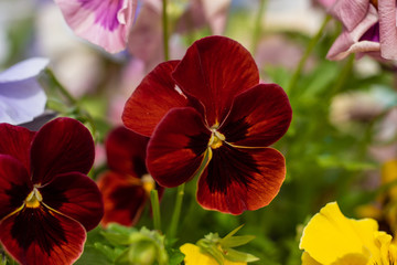 Bright tricolor viola flawers