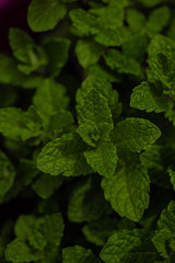 fresh green leaves of mint plant