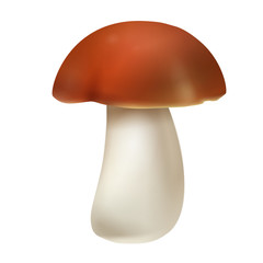 Realistic white mushroom on a white background. Vector illustration