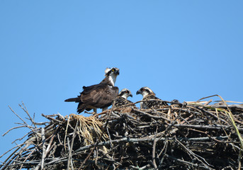Nesting Osprey with young