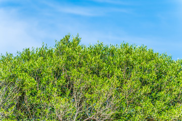 branches of olive tree on the blue sky background. Greece. Crete island