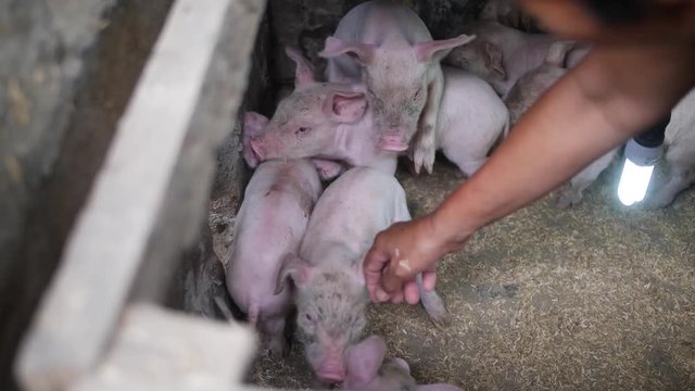 A group of piglets are being pushed through a hole to get fed in the pig pen.