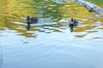 Ducks on a forest pond in the sunset light