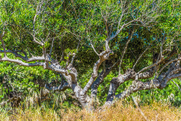 bottom view on the trunk of olive tree in the field. Greece. Crete island