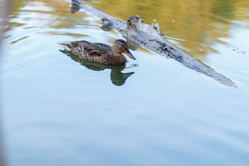 Ducks on a forest pond in the sunset light