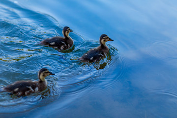 Ducks in a forest pond at sunset light