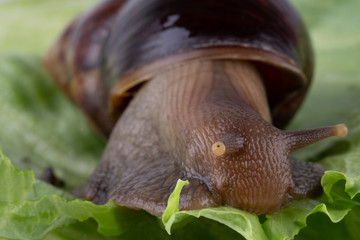 Giant African land snail Achatina fulica eating green salad, macro.
