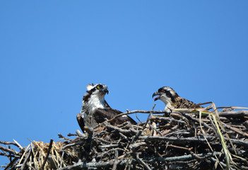 Nesting Osprey with young