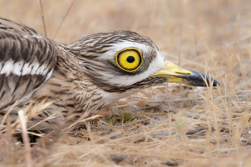 Stone curlew in Huelva
