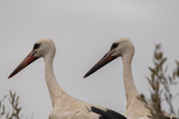 Obraz premium A pair of Storks.