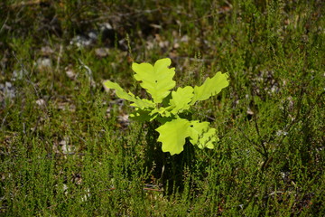 Young oak plant in forest.