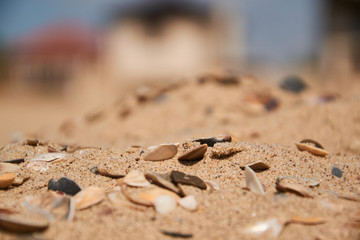 Shells in the sand on the beach background. Selective focus