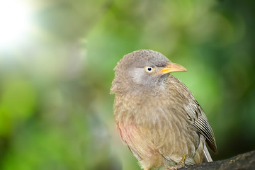 Obraz premium Wild Bird in its natural habitate.India.may 2019.