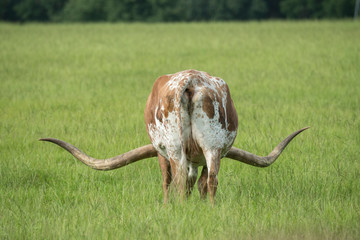 Longhorn cattle graze in lush tall grass pasture grass