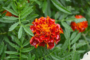 Marigolds, Mexican, Aztec or French Marigold in the garden. Macro patula or marigold tagetes in a flower garden a sunny day. Marigold background.