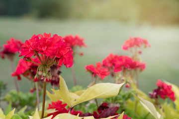 red flowers in the garden