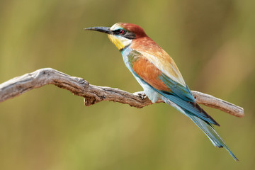 European Bee-Eater (Merops apiaster) bird on a large branch in Gerolsheim, Germany