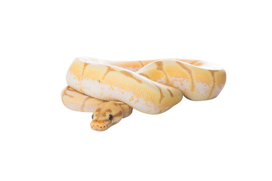 python on white background