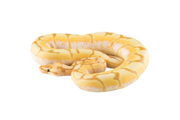 python on white background