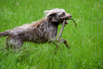 Obraz premium cute young dog plays with wooden stick