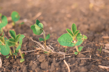 Shoots of green beans sprouts on field close up