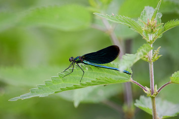 blue dragonfly on a nettle 