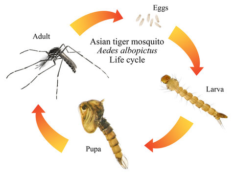 mosquito life cycle video
