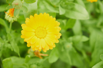 nature summer garden flowers yellow in the field