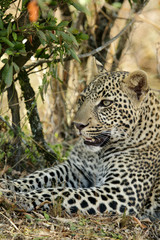 Closeup of a Leopard at Masai Mara, Kenya 
