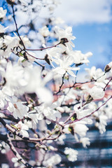 arbre en fleurs à Bruxelles