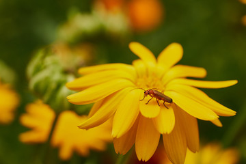 nature summer garden flowers yellow in the field