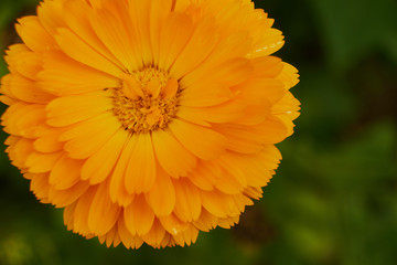 nature summer garden flowers yellow in the field