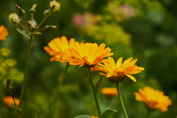 nature summer garden flowers yellow in the field