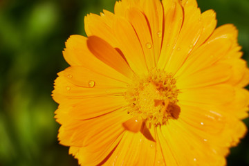 nature summer garden flowers yellow in the field