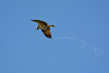 Osprey in flight defecates over head