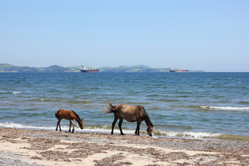 Horse and foal walking on the coast