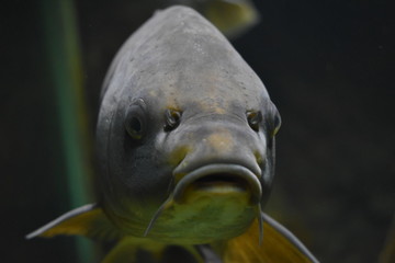 fish in aquarium