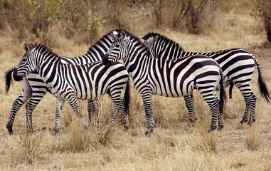 Fototapeta na wymiar Stripes at Masai Mara Grassland, Kenya